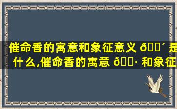 催命香的寓意和象征意义 🌴 是什么,催命香的寓意 🕷 和象征意义是什么意思
